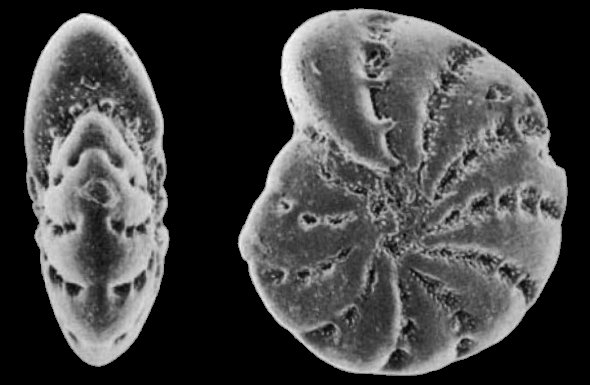 Elphidium gerthi van Voorthuysen, 1957, identified specimen, Denmark Elphidium gerthi van Voorthuysen, 1957, identified specimen, Denmark