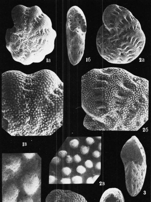 Elphidium ponticum Dolgopolskaya and Pauli. identified specimen, Black Sea.