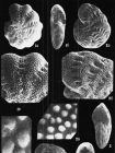 Elphidium ponticum Dolgopolskaya and Pauli. identified specimen, Black Sea.