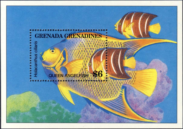 Holacanthus ciliaris Holacanthus ciliaris
