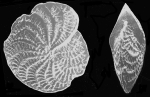 Nautilus macellum Fichtel and Moll, 1798, lectotype,