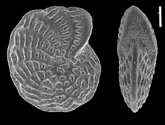 Elphidium owenianum (d’Orbigny, 1839),identified specimen, Chile, Patagonia, Beagle Channel