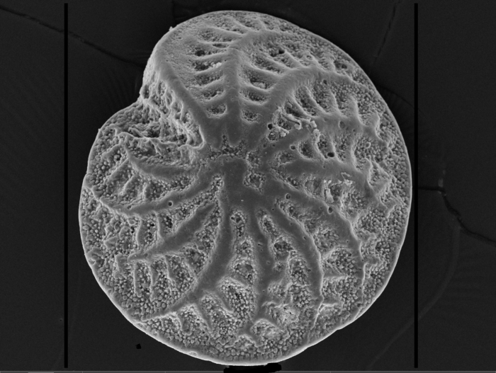 Elphidium sculpturatum Cushman, 1936, identified specimen, Western Australia, Augusta