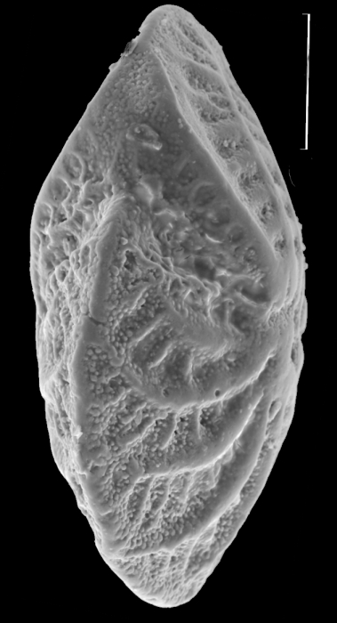 Elphidium sculpturatum Cushman, 1936, identified specimen, Western Australia, Augusta