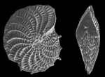 Nautilus strigilatus Fichtel and Moll, 1798, lectotype