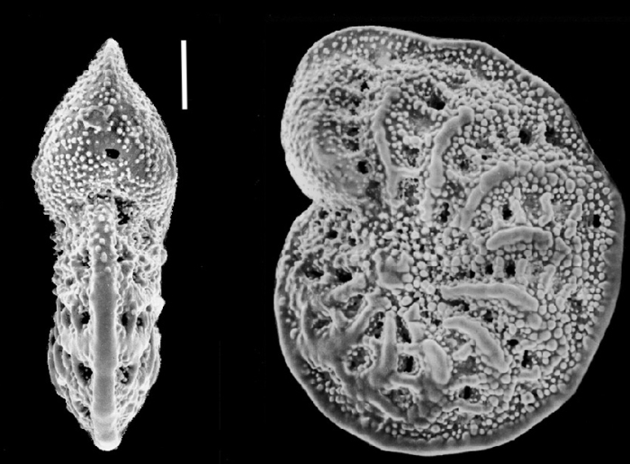 Elphidium carteri Hayward in Hayward et al., 1997, holotype Elphidium carteri Hayward in Hayward et al., 1997, holotype