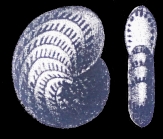 Polystomella complanatum d’Orbigny. 1839
