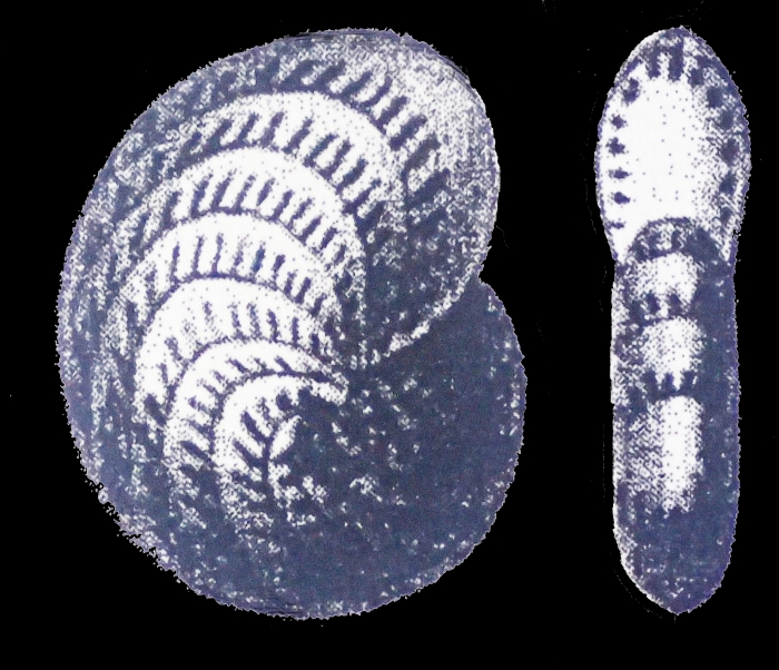 Polystomella complanatum d’Orbigny. 1839 Polystomella complanatum d’Orbigny. 1839