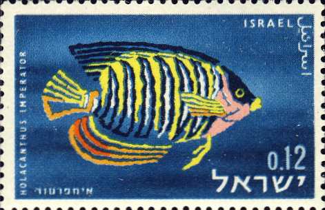 Holacanthus imperator Holacanthus imperator