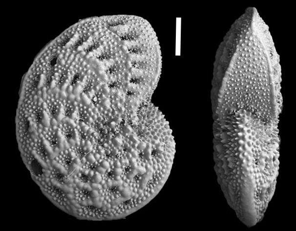 Elphidium granulosum (Sidebottom, 1909), identified specimen, Albania, Elphidium granulosum (Sidebottom, 1909), identified specimen, Albania,