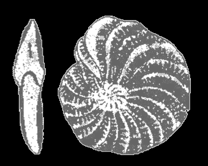 Elphidium maioricense Colom, 1942, syntype Elphidium maioricense Colom, 1942, syntype