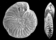 Polystomella planulata Lamarck, 1822, lectotype