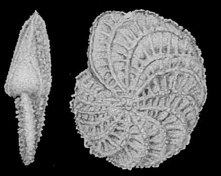 Elphidium pustulosum Cushman and McCulloch, 1940, holotype Elphidium pustulosum Cushman and McCulloch, 1940, holotype
