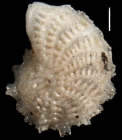 Elphidium alvarezianum var. serrulatum Cushman and Parker, 1931, holotype