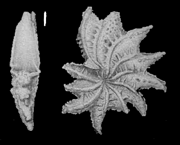 Elphidium stimulum Cushman and McCulloch, 1940, holotype Elphidium stimulum Cushman and McCulloch, 1940, holotype
