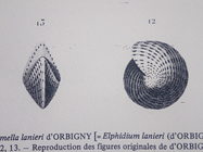 Polystomella lanieri d’Orbigny, 1839, holotype
