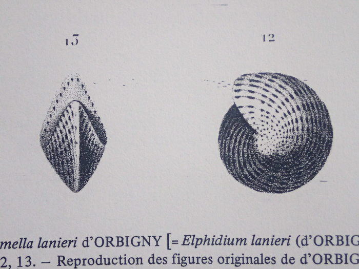 Polystomella lanieri d’Orbigny, 1839, holotype Polystomella lanieri d’Orbigny, 1839, holotype