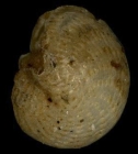 Polystomella sagra d’Orbigny. 1839, lectotype