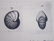 Polystomella sagra d’Orbigny. 1839, type