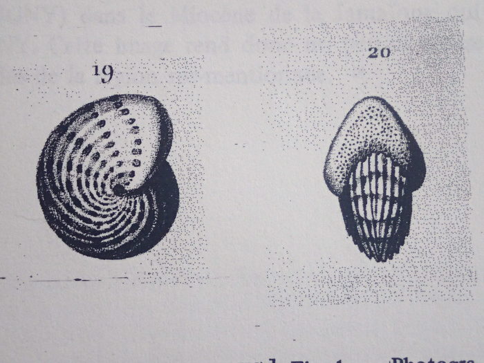 Polystomella sagra d’Orbigny. 1839, type Polystomella sagra d’Orbigny. 1839, type