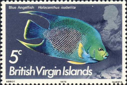 Holacanthus isabelita Holacanthus isabelita