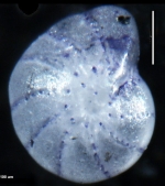 Elphidium discoidale asiaticum Polski, 1959, holotype
