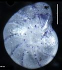 Elphidium discoidale asiaticum Polski, 1959, holotype