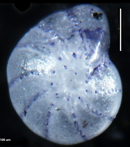 Elphidium discoidale asiaticum Polski, 1959, holotype Elphidium discoidale asiaticum Polski, 1959, holotype