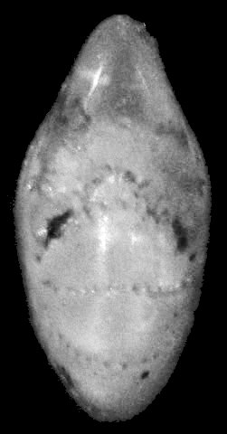 Elphidium discoidale asiaticum Polski, 1959, holotype Elphidium discoidale asiaticum Polski, 1959, holotype