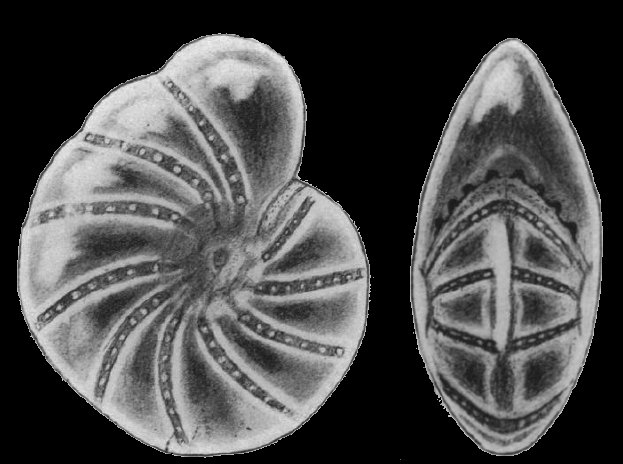 Elphidium discoidale asiaticum Polski, 1959, holotype Elphidium discoidale asiaticum Polski, 1959, holotype