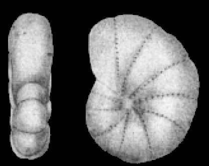 Cribrononion porisuturale Zheng, 1978 holotype Cribrononion porisuturale Zheng, 1978 holotype