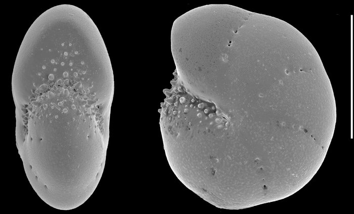 Elphidium somaense Takayanagi, 1955, juvenile specimen, Japan, Elphidium somaense Takayanagi, 1955, juvenile specimen, Japan,