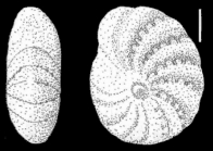 Elphidium vitreum Collins, 1974, holotype