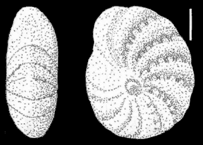 Elphidium vitreum Collins, 1974, holotype Elphidium vitreum Collins, 1974, holotype