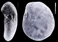 Elphidium vitreum Collins, 1974, topotype