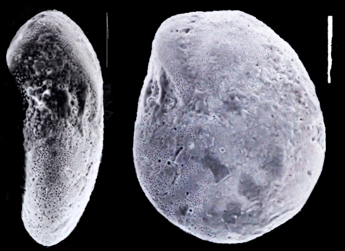 Elphidium vitreum Collins, 1974, topotype Elphidium vitreum Collins, 1974, topotype