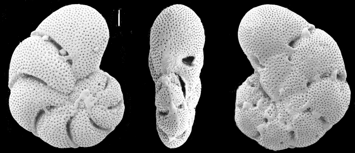 Epistomaroides punctulatus (d’Orbigny, 1826), neotype Epistomaroides punctulatus (d’Orbigny, 1826), neotype