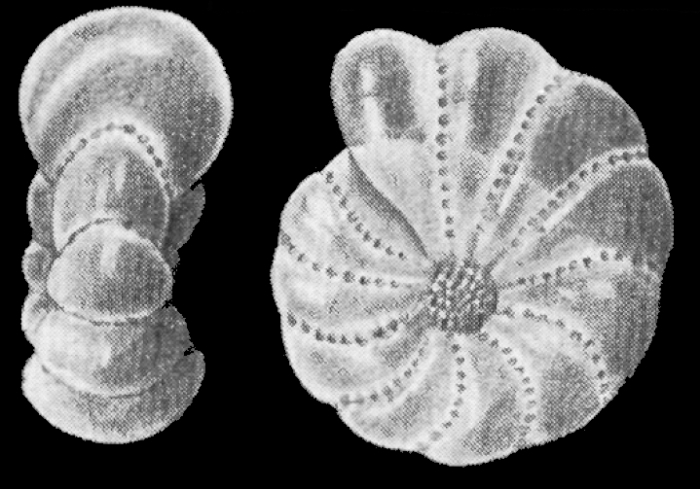 Elphidium cariacoense BERMÚDEZ and SEIGLIE 1963, holotype Elphidium cariacoense BERMÚDEZ and SEIGLIE 1963, holotype