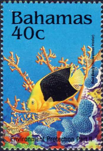 Holacanthus tricolor Holacanthus tricolor