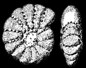 Elphidiononion elegantum Hofker, 1976, holotype