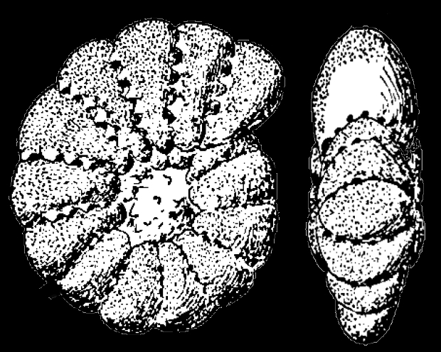 Elphidiononion elegantum Hofker, 1976, holotype Elphidiononion elegantum Hofker, 1976, holotype