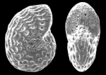Elphidium hyalocostatum Todd 1957, identified specimen