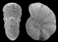 Elphidium milletti (Heron–Allen and Earland. 1915), identified specimen, Western Australia