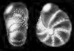 Elphidium norvangi Buzas, Smith and Beem, 1977, holotype,