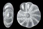 Elphidium simulatum McCulloch, 1977