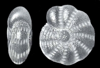 Elphidium simulatum McCulloch, 1977
