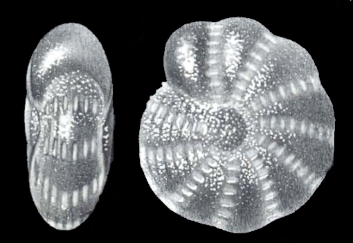Elphidium simulatum McCulloch, 1977 Elphidium simulatum McCulloch, 1977