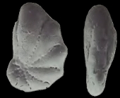 Munkiella lingulata Collins, 1981, holotype 