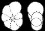 Elphidium kaneharai Ishiwada, 1958, holotype