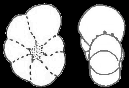 Elphidium kaneharai Ishiwada, 1958, holotype Elphidium kaneharai Ishiwada, 1958, holotype